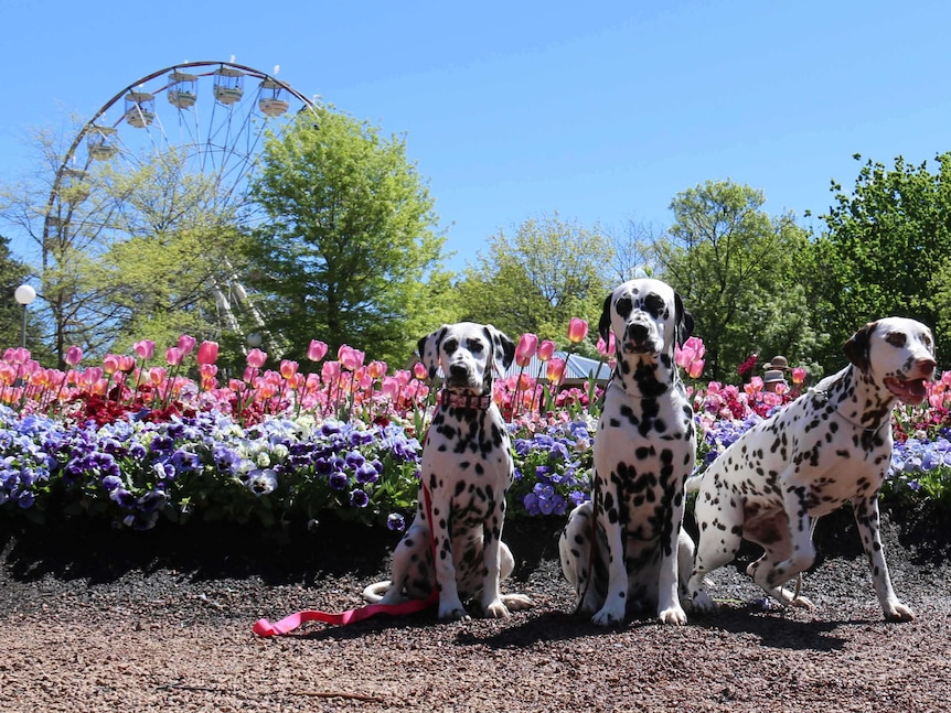 Dalmatians at Floriade