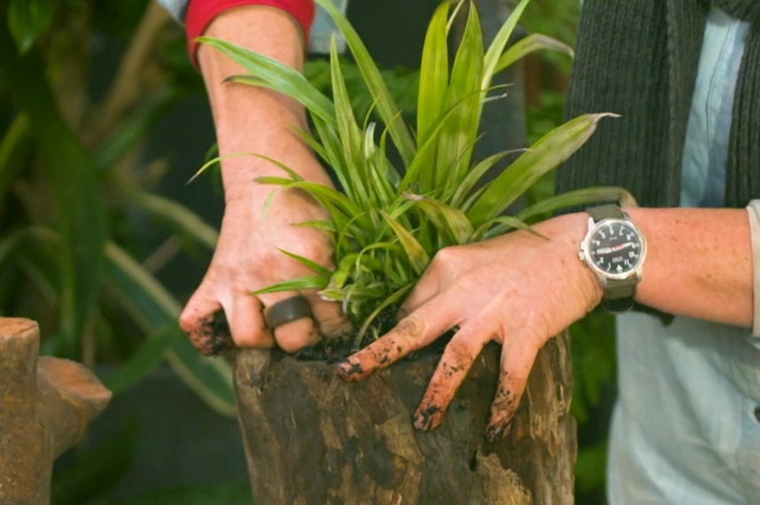 A plant being placed into the end of a hollow log, illustrating our Gardening Australia recap.