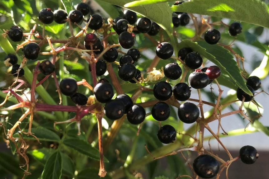 A bush full of ripe elderberries, which are small round and dark purple.
