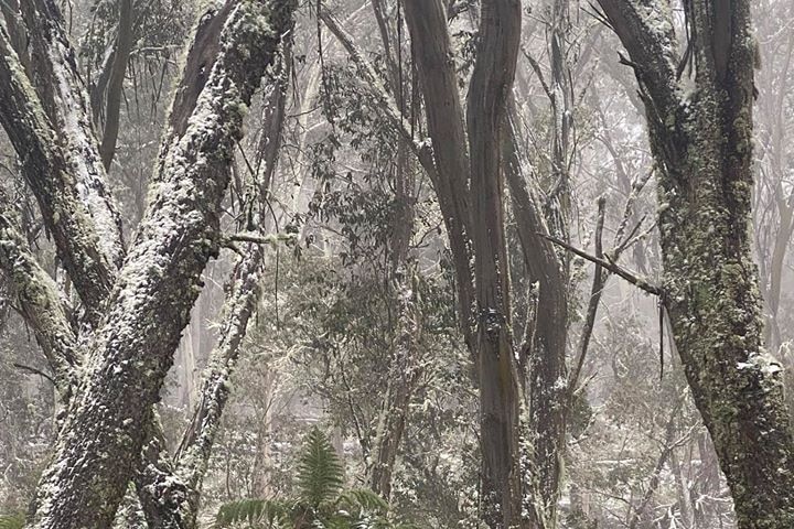 Snowfall on trees in the Barrington Tops on the NSW Mid North Coast, June 2, 2020