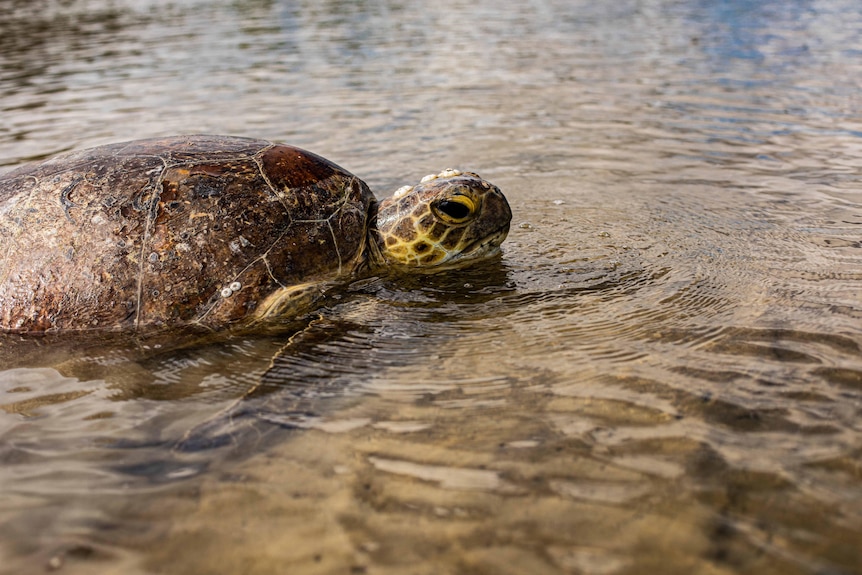 Green sea turtle swimming in shallow waters at Hervey Bay