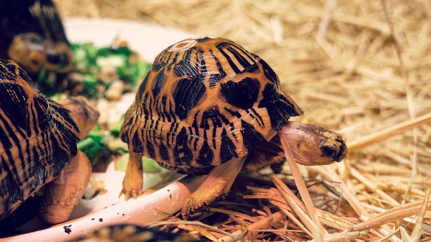 A picture of the tortoise with its distinctive shell markings.