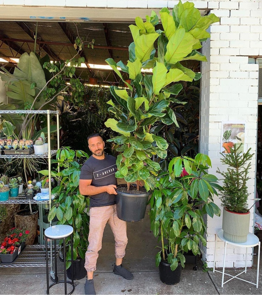 A man stands in front of a plant shop holding an enormous big leafy green fiddle leaf fig in a big pot