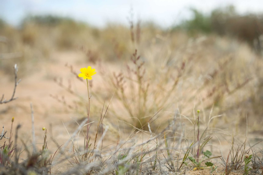 Tall daisy