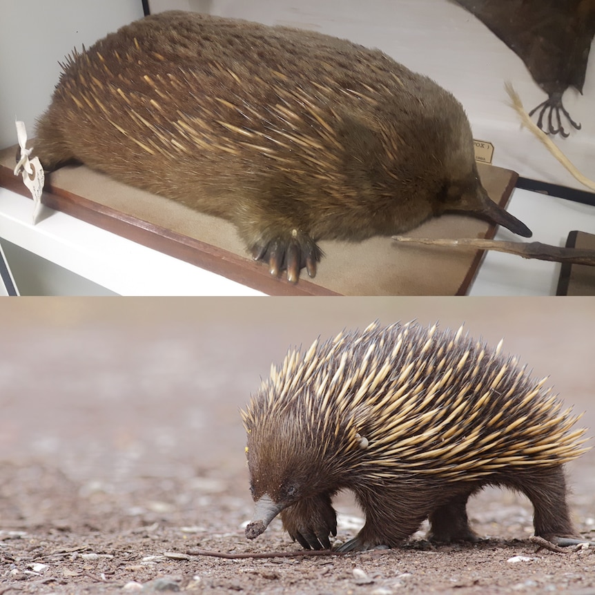 an image of a poorly stuffed echidna compared to a real echidna 
