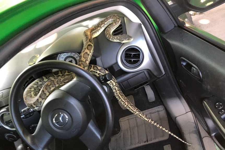 Snake in a car