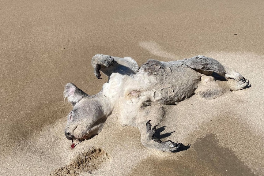 dead koala lying on the sand