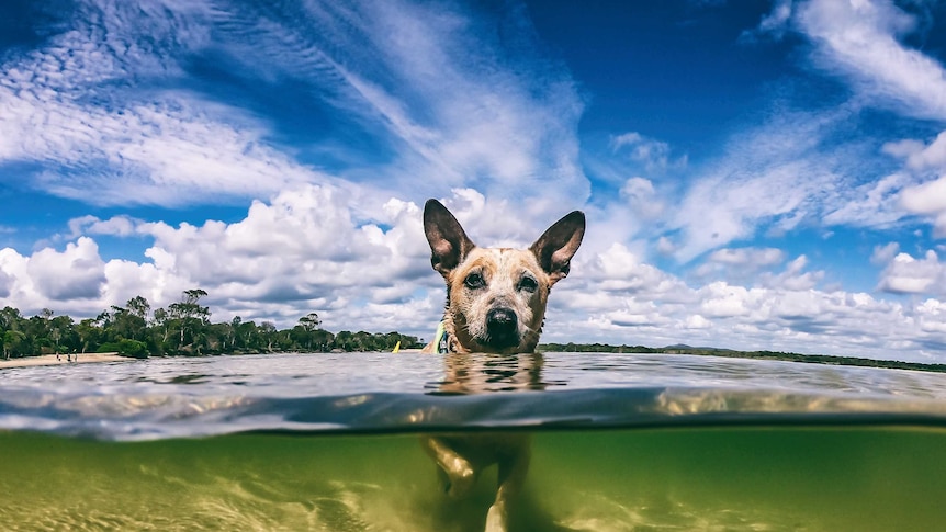 A red cattle dog swims in the ocean at Noosa