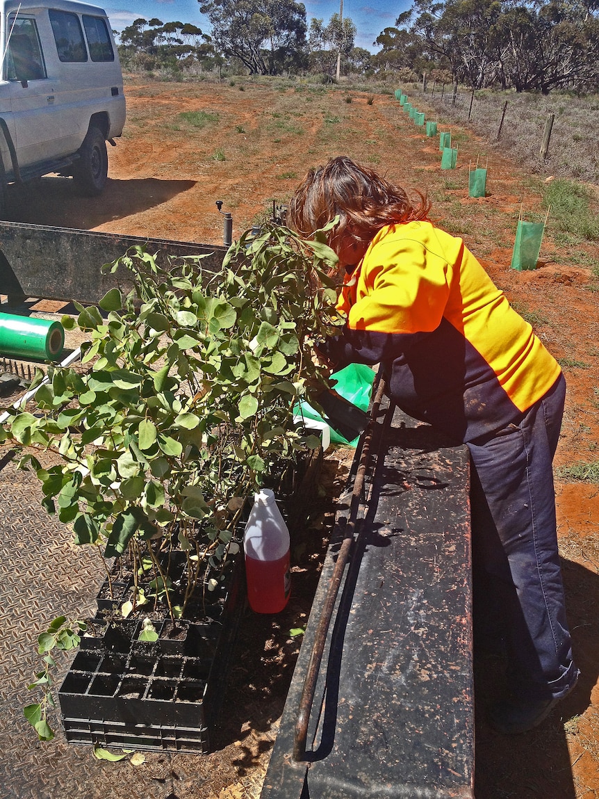 Part of the work involves planting trees