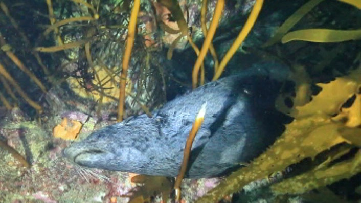 A dead seal lies on sea floor in Tasmania.