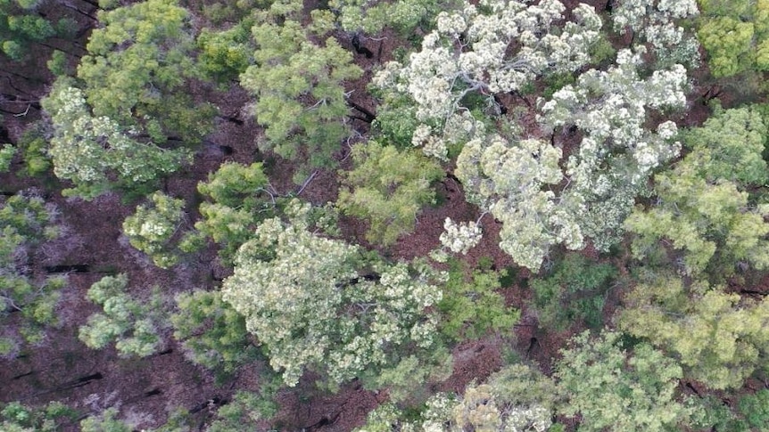 A drone shot of a group of trees covered in white flowers. 