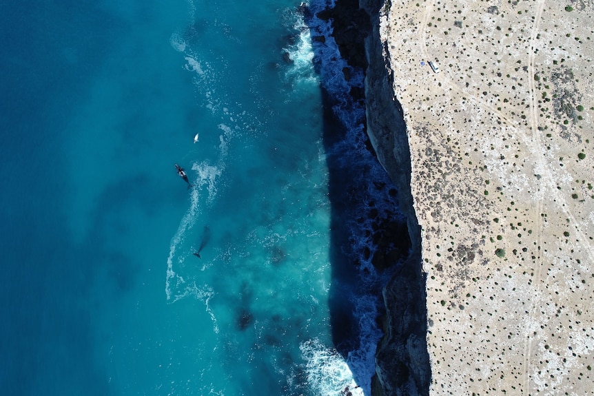 Aerial of southern right whales in Great Australian Bight