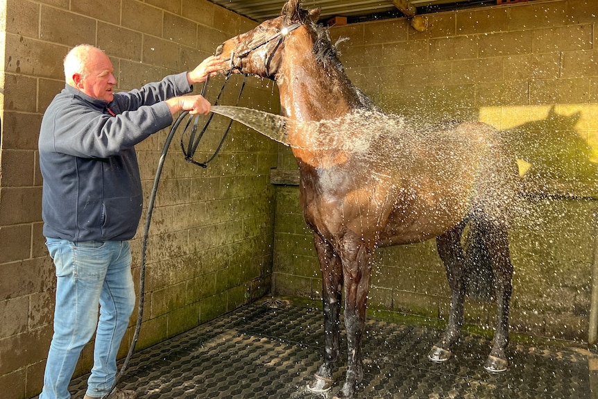 Man wearing a blue jumper hoses down a brown thoroughbred horse in a stable