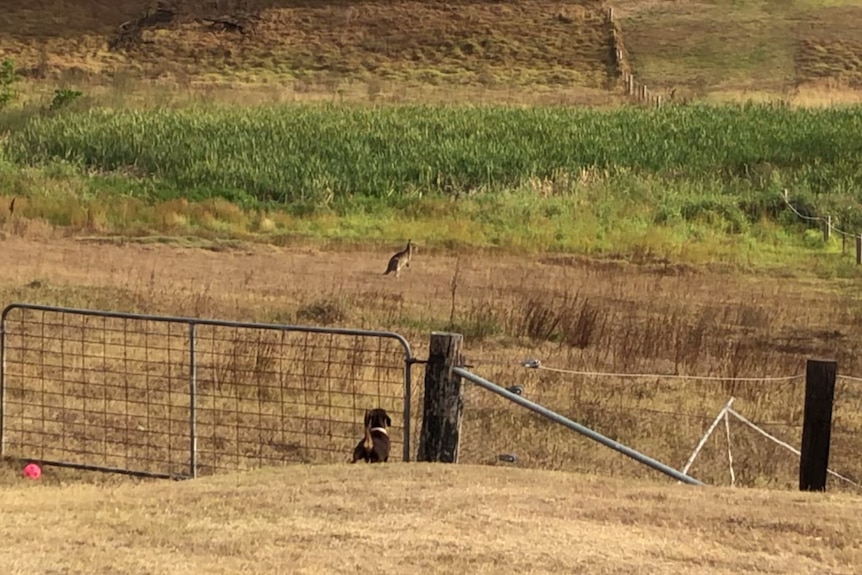 Ms Fraser said her spent much of the day barking into the distance.