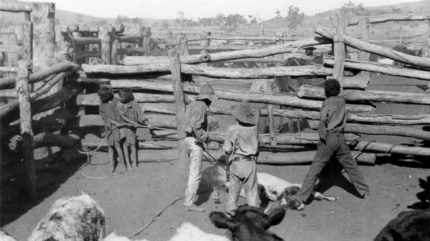 Aboriginal children branding a calf at Moola Bulla Station in Western Australia's Kimberley in the 1910s.
