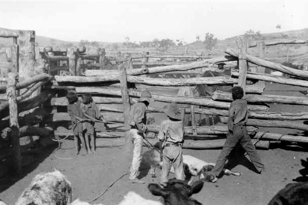 Aboriginal children brand a calf in a timber stockyard made of logs in a historic photo