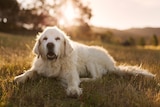 A golden retriever dog relaxes in the grass.