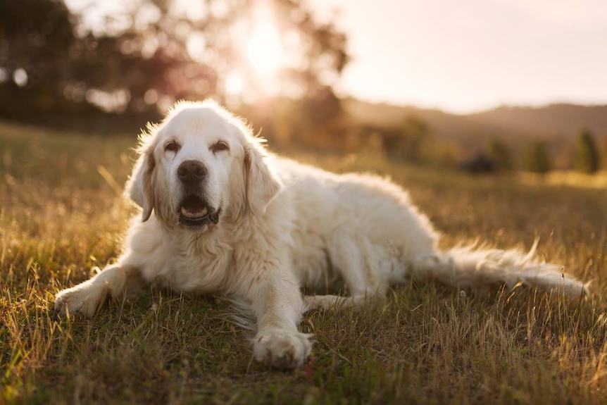A golden retriever dog relaxes in the grass.