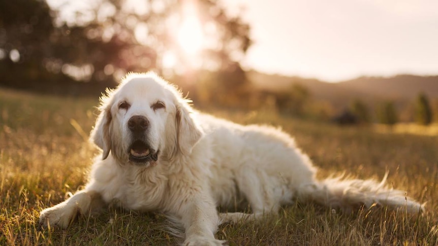 A golden retriever dog relaxes in the grass.