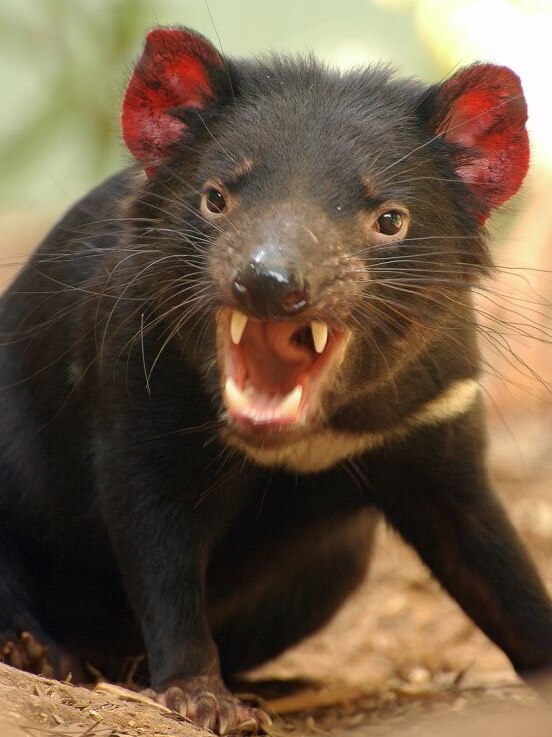 An endangered Tasmanian Devil.