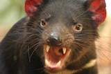 An endangered Tasmanian Devil.