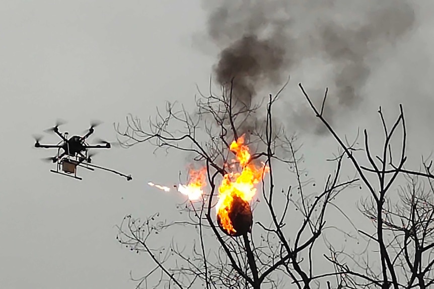 A drone shoots fire at a wasp nest, which is ablaze.