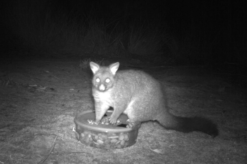 Picture of a possum on the ground at night