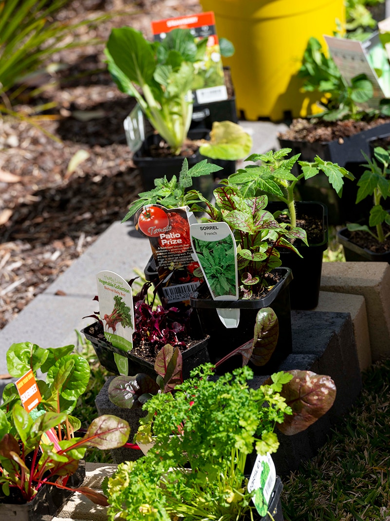 Vegetables and herbs in punnets waiting to be planted