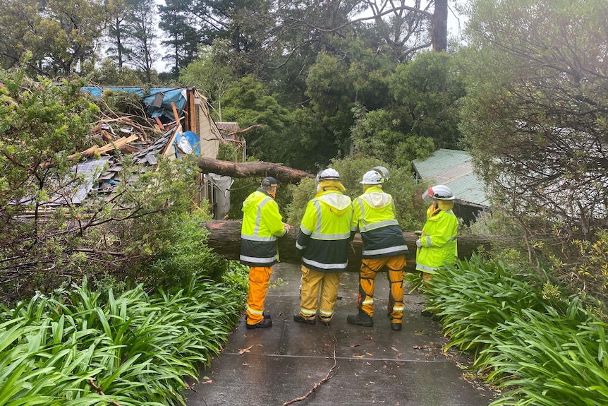 Four people wearing high vis clothes and helmets with their backs to the camera, behind is a tree through a house