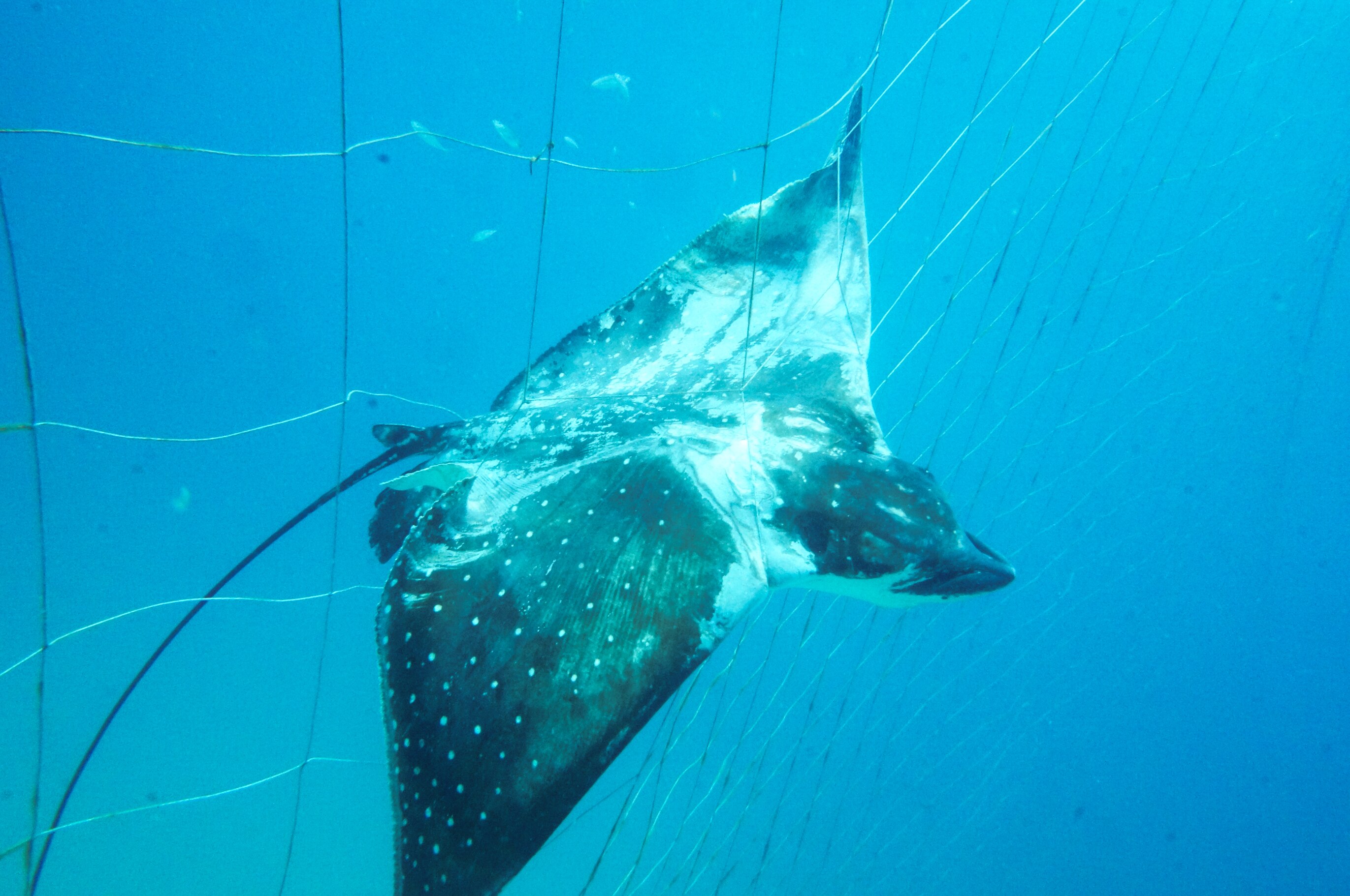 Marine life entangled in shark net