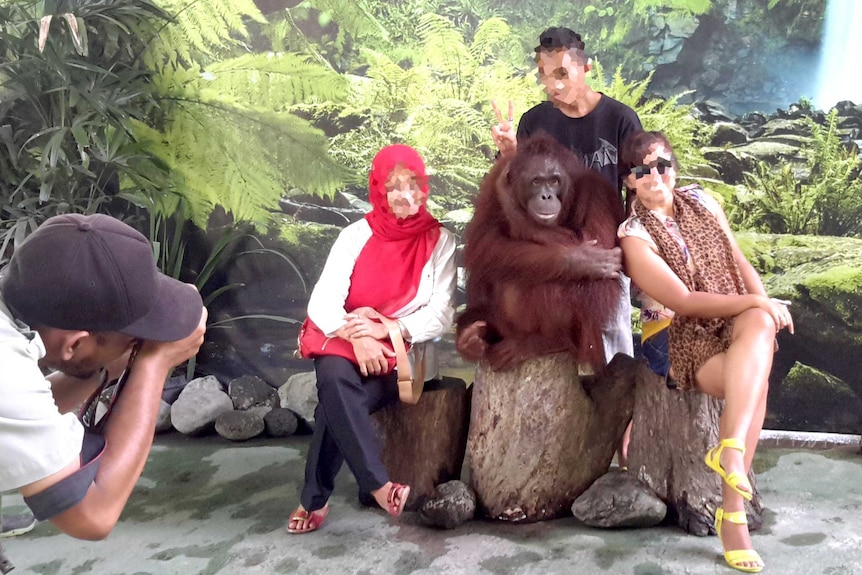 An orangutan poses for a photo at a zoo