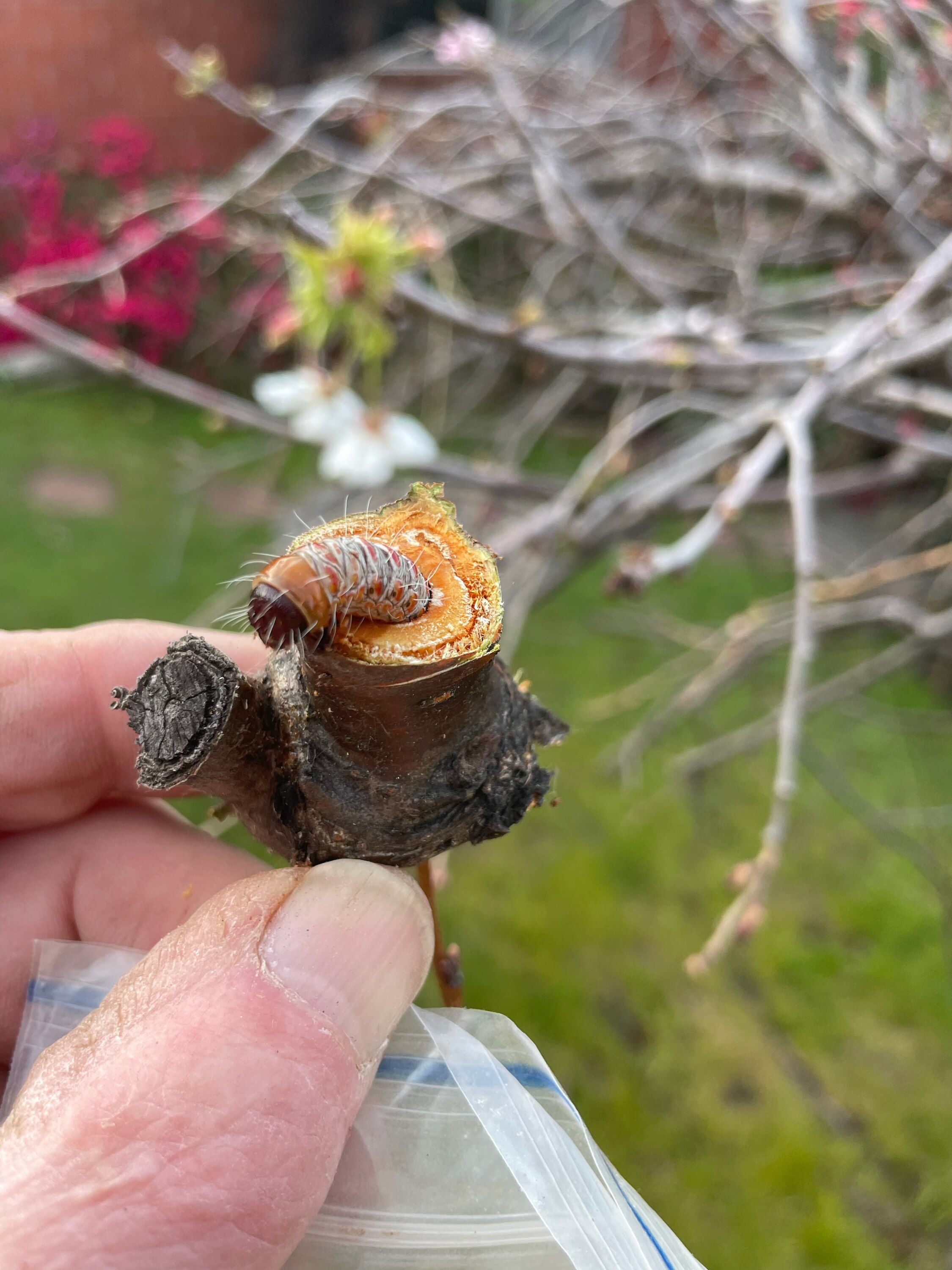 Gardening talkback: What are these caterpillars boring through my trees? - ABC News & Headlines – Australian Broadcasting Corporation