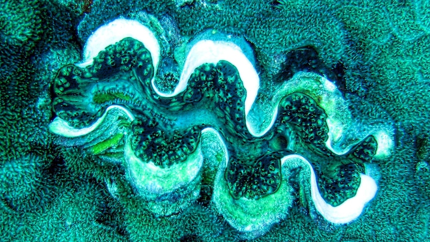 A Crocus Giant Clam sits in bright blue coral.