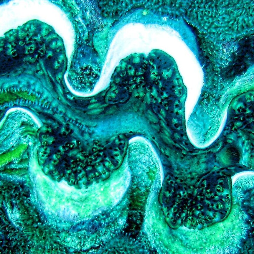 A Crocus Giant Clam sits in bright blue coral.