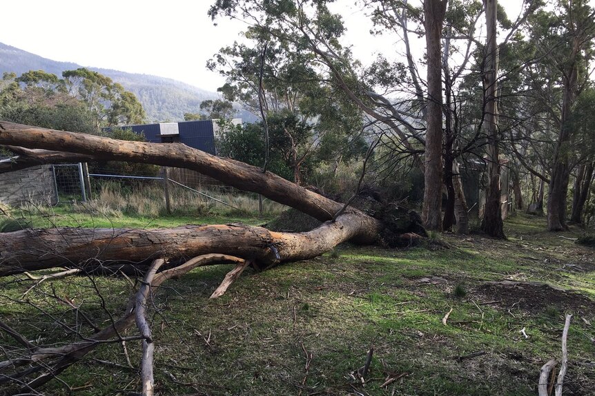 Tree flattened by strong winds in Hobart