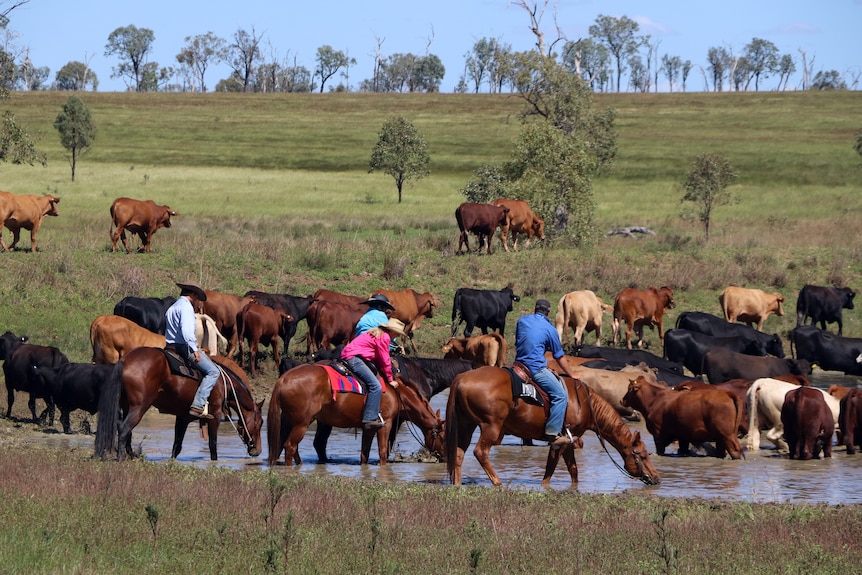 Horses and cattle drinking from a dam