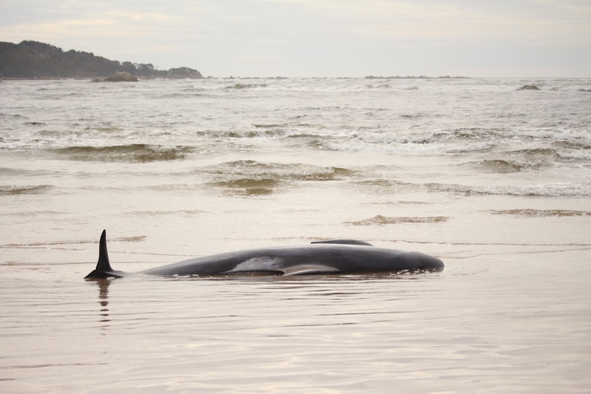 Beached whale on a remote beach.