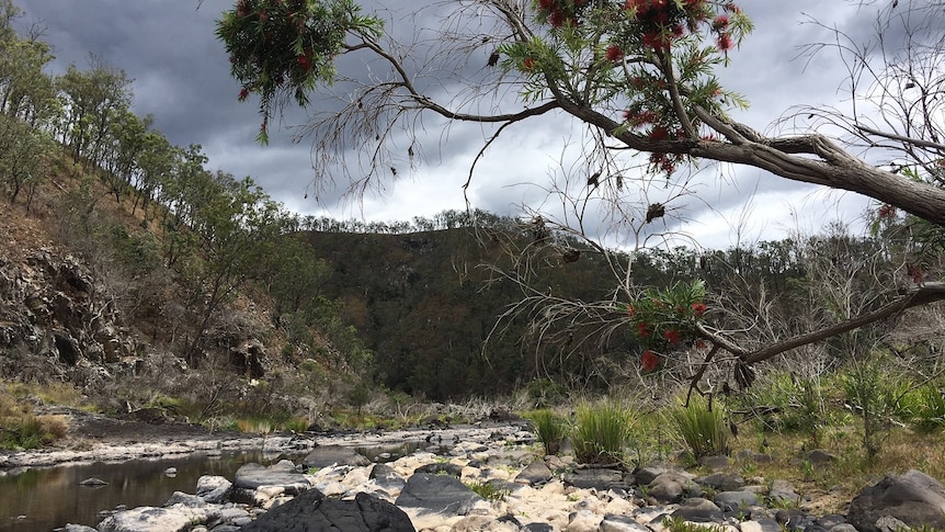 A running creek in bushland in the upper Clarence Valley.