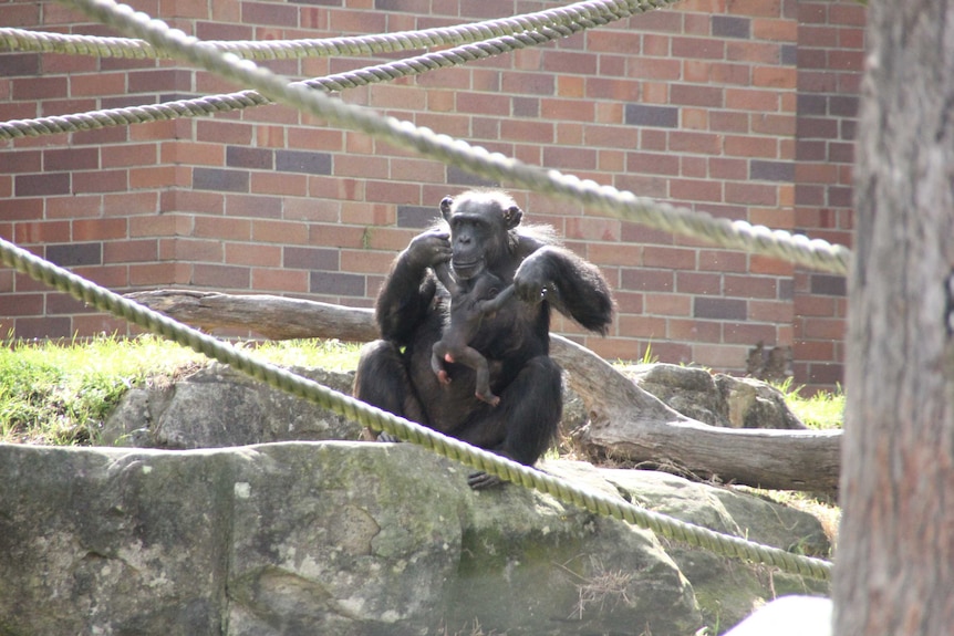 Chimpanzee mother Lisa plays with her newborn at Taronga Zoo