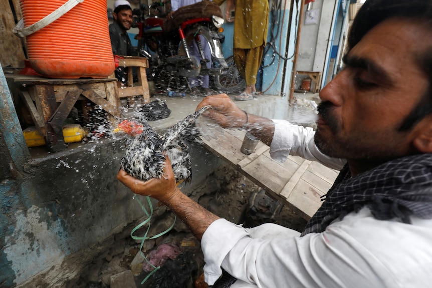 A man washing his chicken to cool it off.