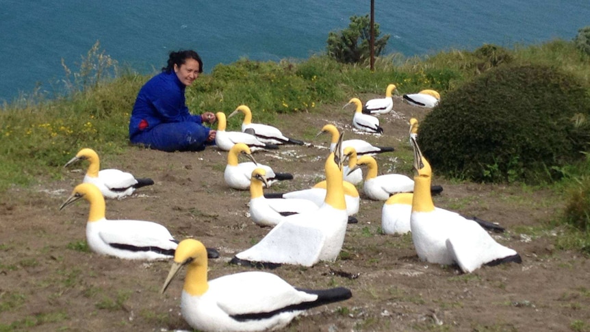 A woman sits and looks at a concrete colony of gannets on Mana Island.