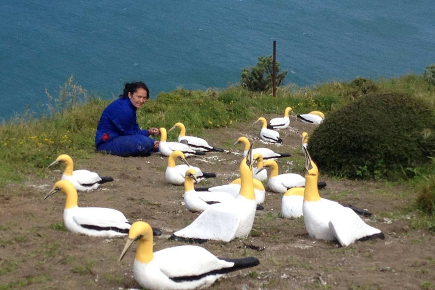 A woman sits and looks at a concrete colony of gannets on Mana Island.