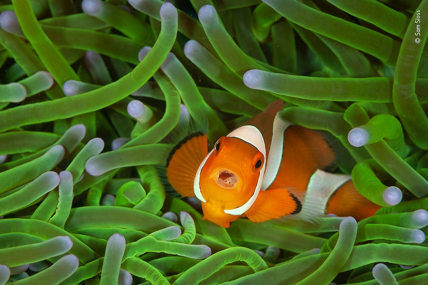 A clownfish in anemone.