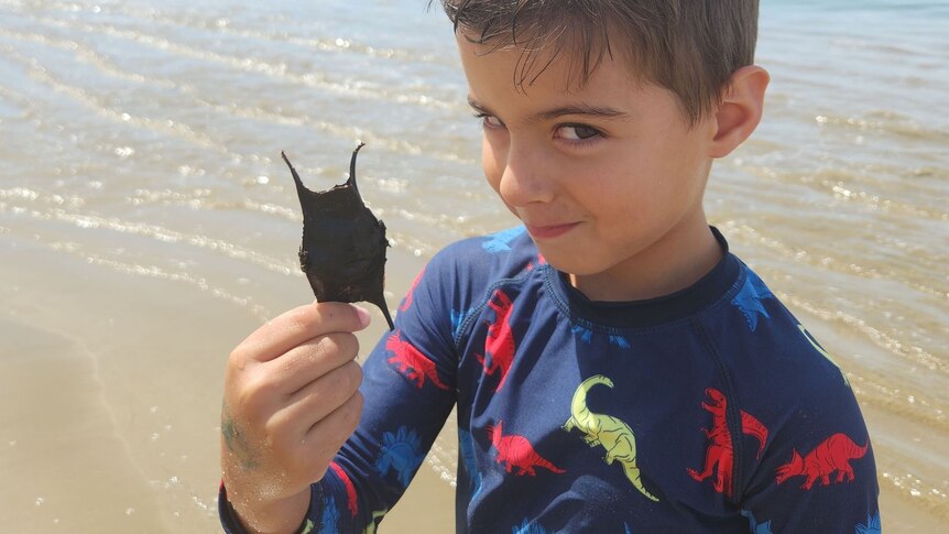 A smiling young boy on a sunny beach holds a dark and oddly shaped object abou the size of his palm 