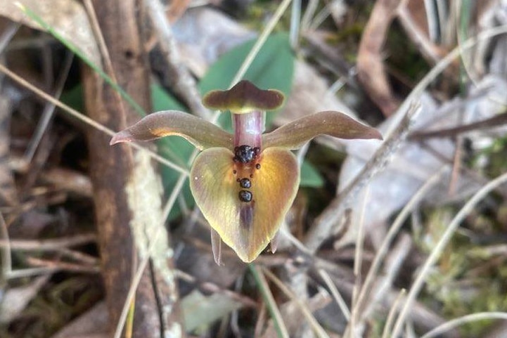 A bird orchid.