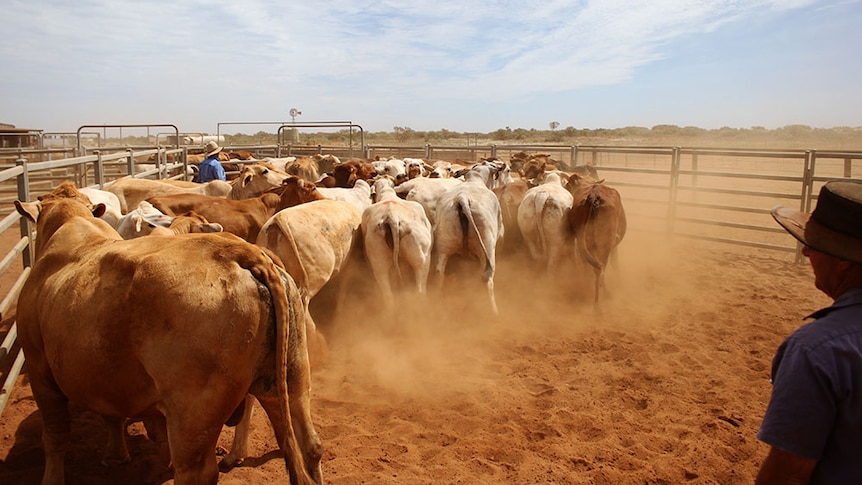 Charbray cattle, followed by a large bull, move through the cattle yards.