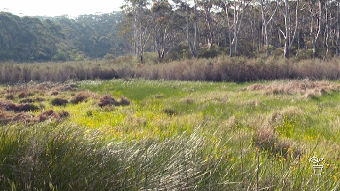 Native grassland with eucalypts in background