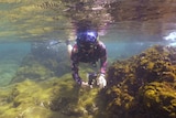 A person snorkeling underwater holding a camera