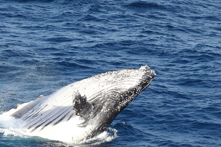 A whale upside down splashees above the deep blue ocean