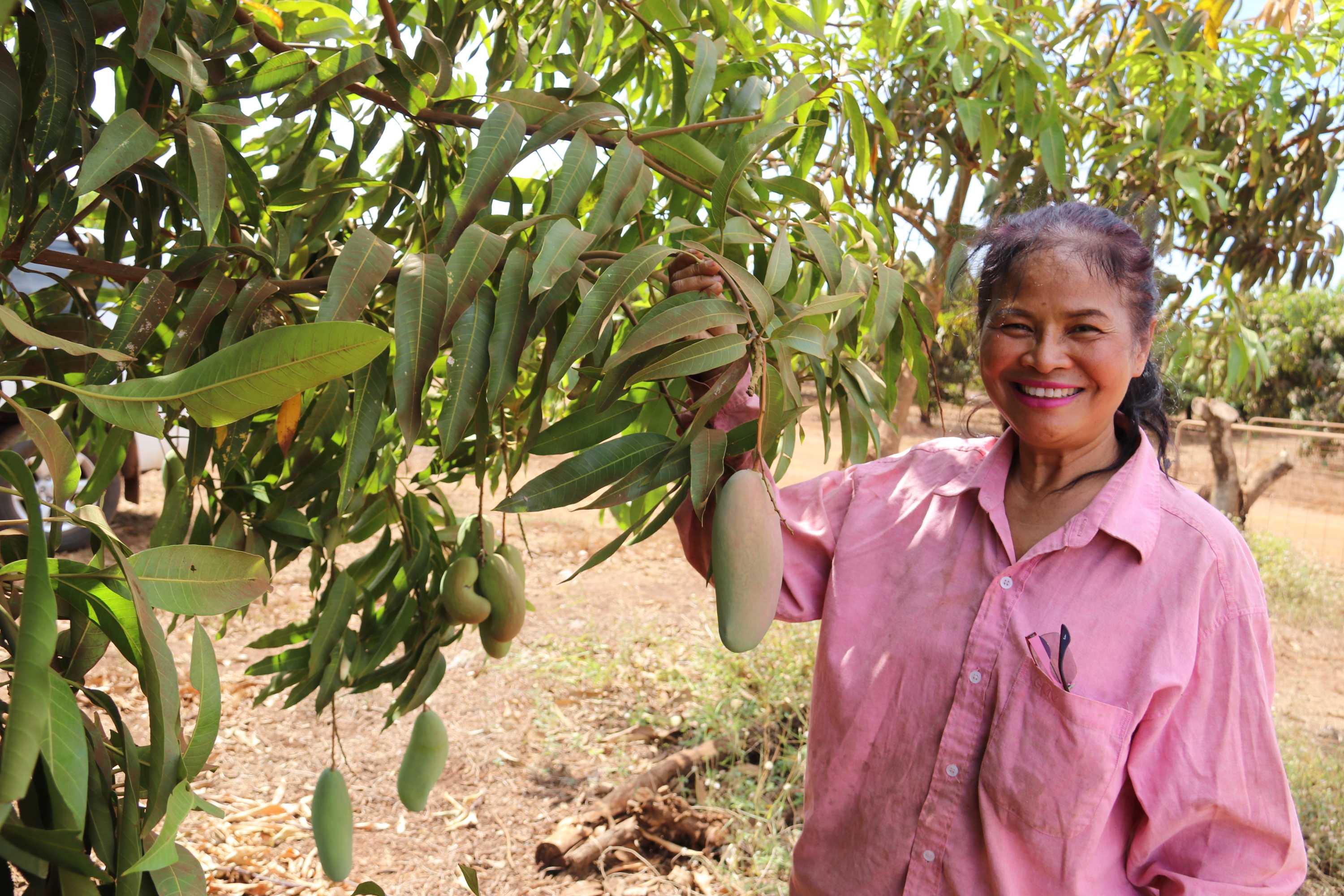 Expansion into Mahachanok mangoes pays off with huge harvest and high